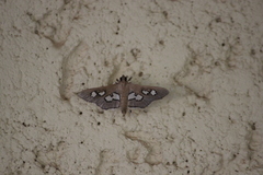 Omiodes odontosticta