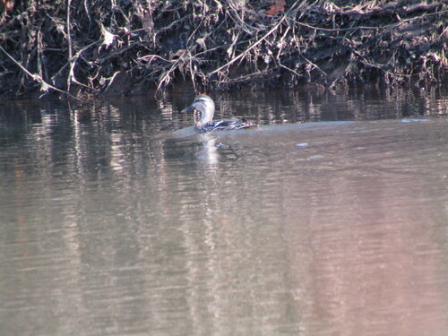 Mallard photographed in Ohio