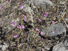 Diplacus torreyi