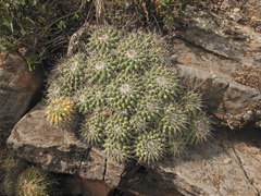 Mammillaria compressa compressa