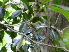 Erpornis zantholeuca