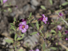 Diplacus torreyi