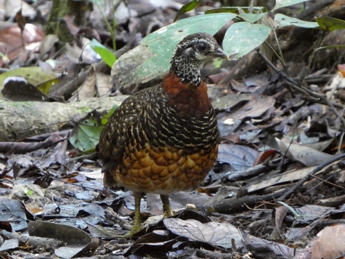 Chestnut-necklaced Partridge (Tropicoperdix charltonii)