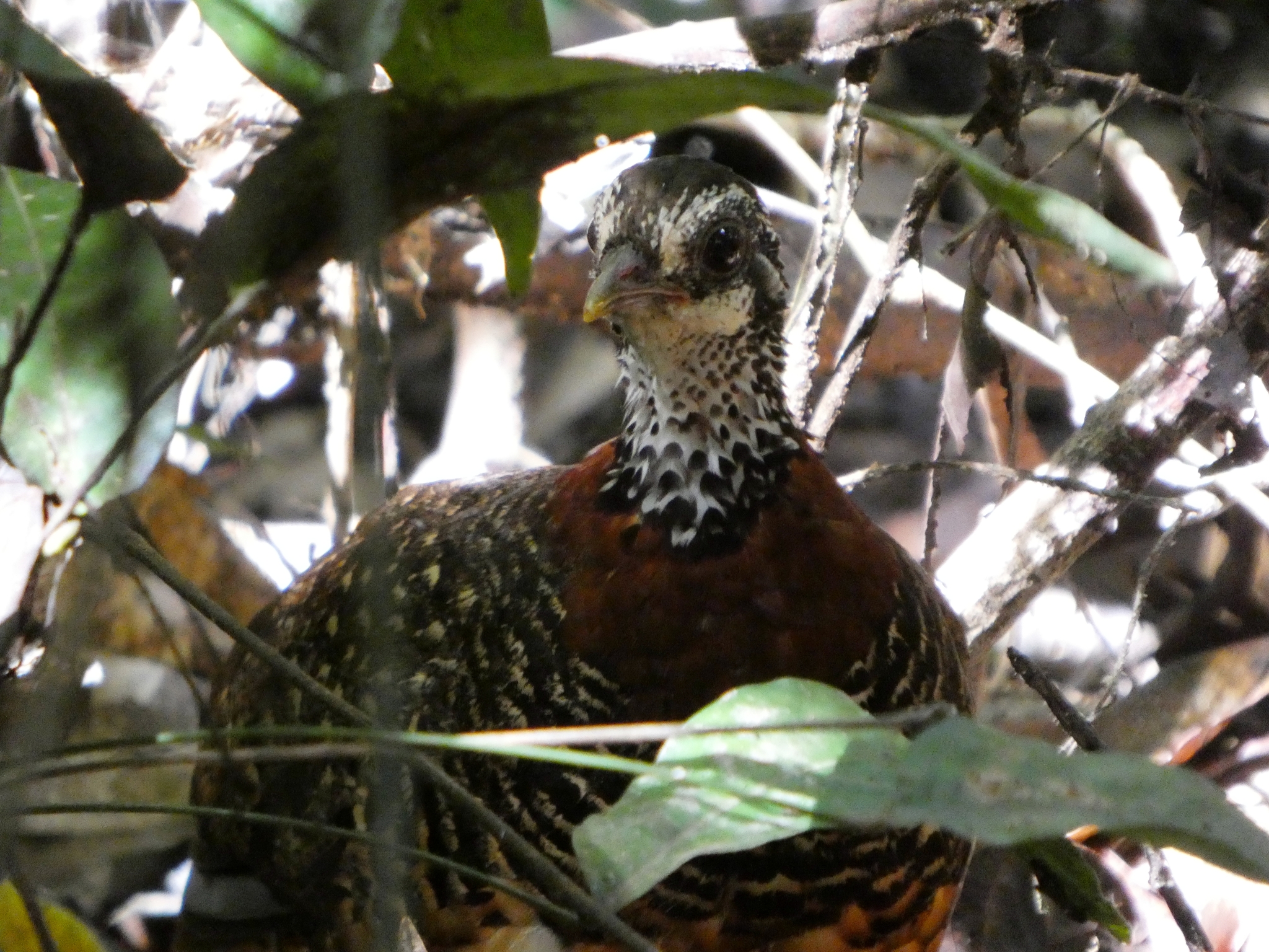 Chestnut-necklaced Partridge (Tropicoperdix charltonii), photo 2