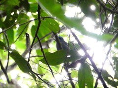 Cyornis