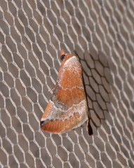 Mataeomera coccophaga