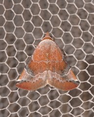 Mataeomera coccophaga