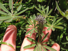 Lupinus guadalupensis