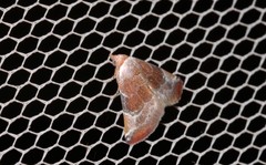 Mataeomera coccophaga