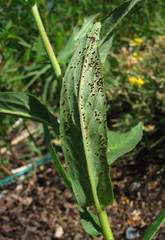 Puccinia hieracii