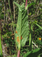 Coleosporium campanulae