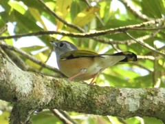 Pteruthius aeralatus