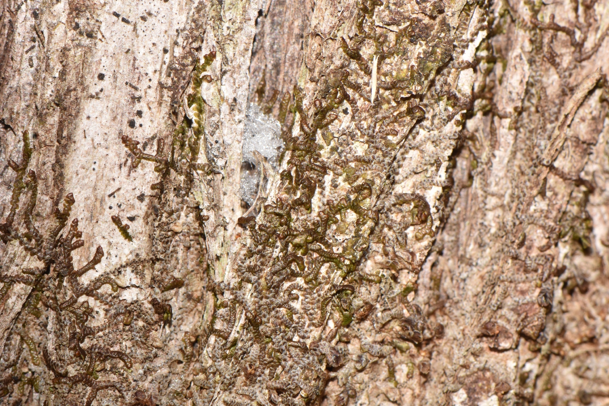 Frullania selwyniana