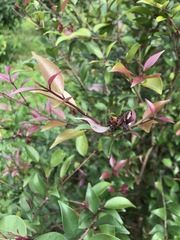 Syzygium formosanum