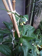 Clerodendrum thomsoniae