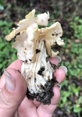 Helvella maculata