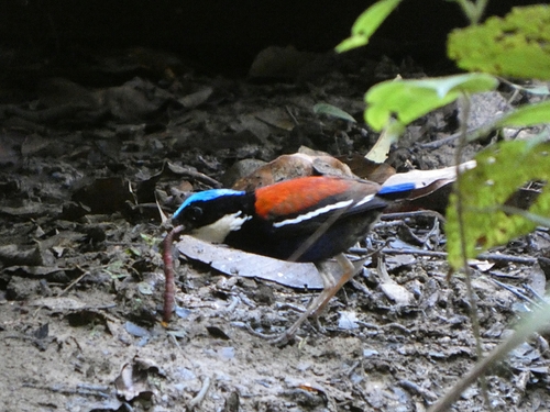 Blue-headed Pitta (Hydrornis baudii), photo 6