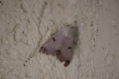 Ophiusa parcemacula