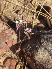 Pelargonium ternifolium