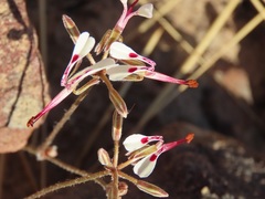 Pelargonium ternifolium