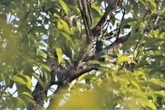 Chrysococcyx maculatus