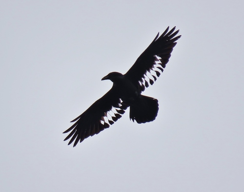 Grand Corbeau