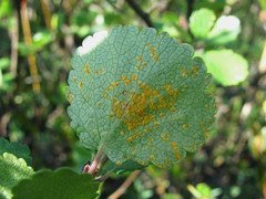 Melampsoridium betulinum