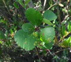 Melampsoridium betulinum