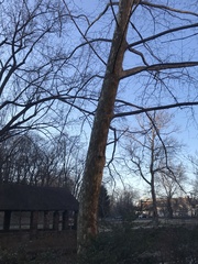 Platanus occidentalis