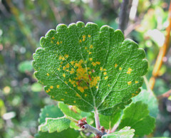 Melampsoridium betulinum
