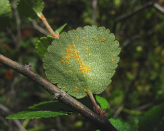 Melampsoridium betulinum