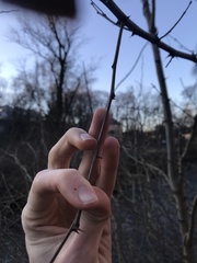 Robinia pseudoacacia