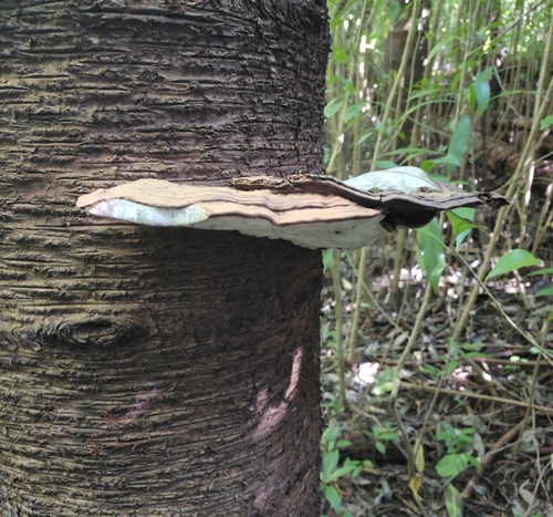 Ganoderma australe, 2025-01-24