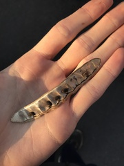 Robinia pseudoacacia