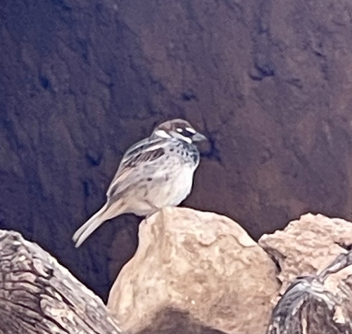 Spanish Sparrow
