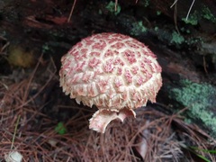 Boletellus deceptivus