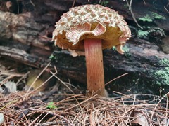 Boletellus deceptivus