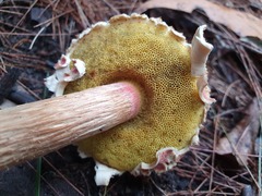 Boletellus deceptivus