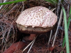 Boletellus deceptivus