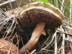 Boletellus deceptivus