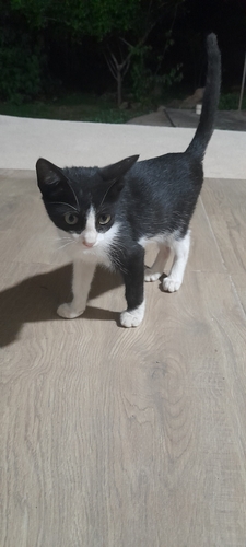 Domestic Cat