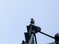 Pycnonotus sinensis hainanus