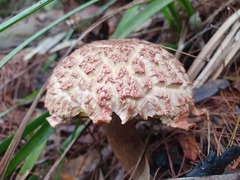 Boletellus deceptivus