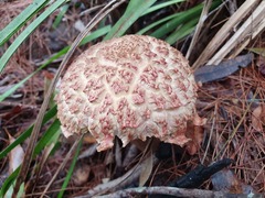 Boletellus deceptivus