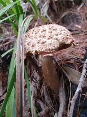 Boletellus deceptivus