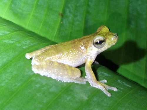 Litoria nigropunctata observed 2026-02-26