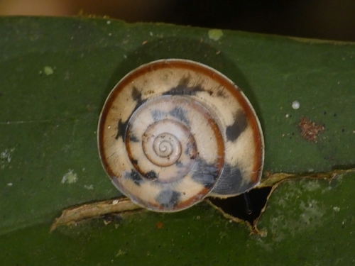Trochomorpha observed 2026-02-17