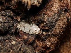 Scatochresis episema