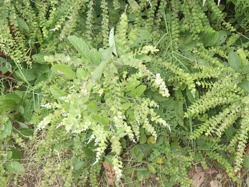Phyllodium pulchellum iNat (3)