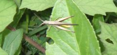 Phlaeoba fumosa